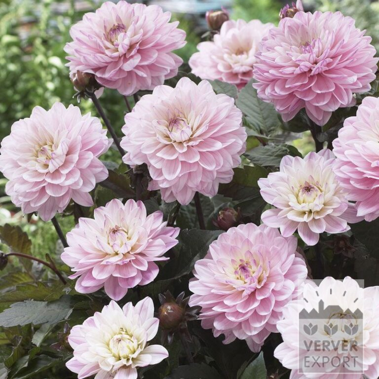 Dahlia 'Harmony' (22191)