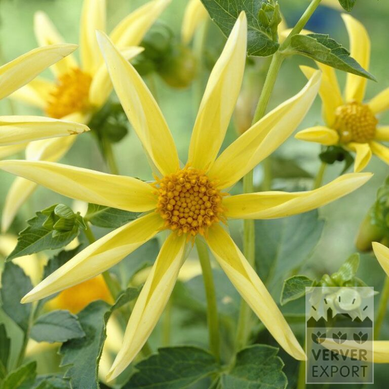 Dahlia Honka geel (22198)