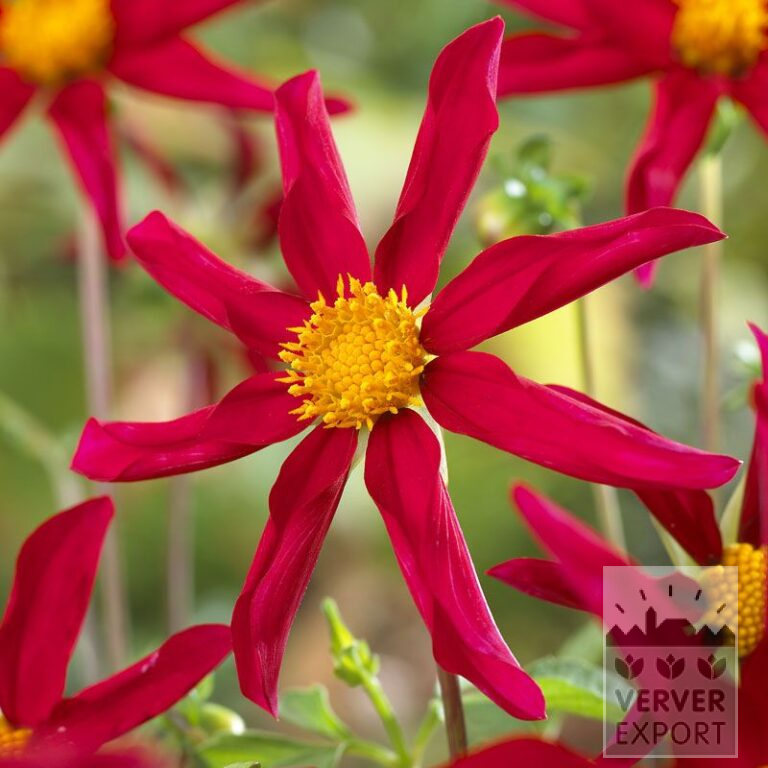 Dahlia Honka rood (22199)