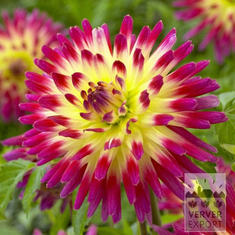 Dahlia 'Tahiti Sunrise' (22201)