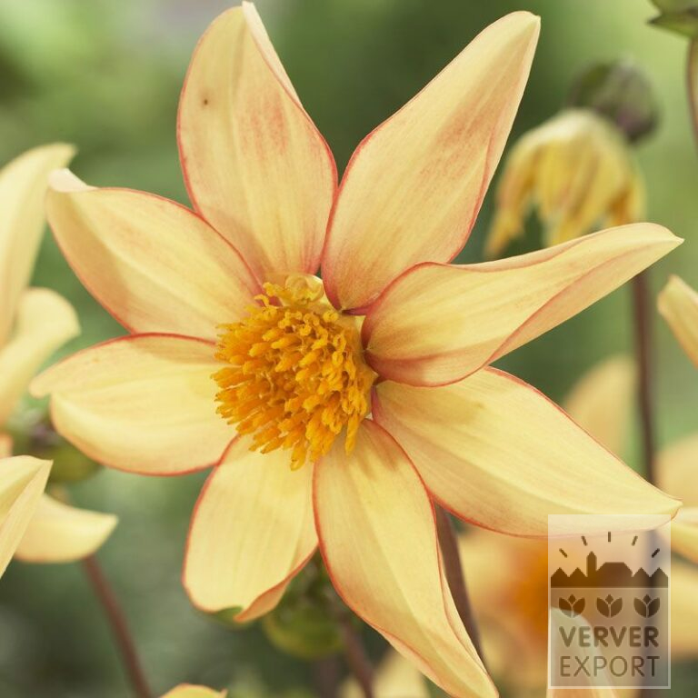 Dahlia 'Dakota' (22203)