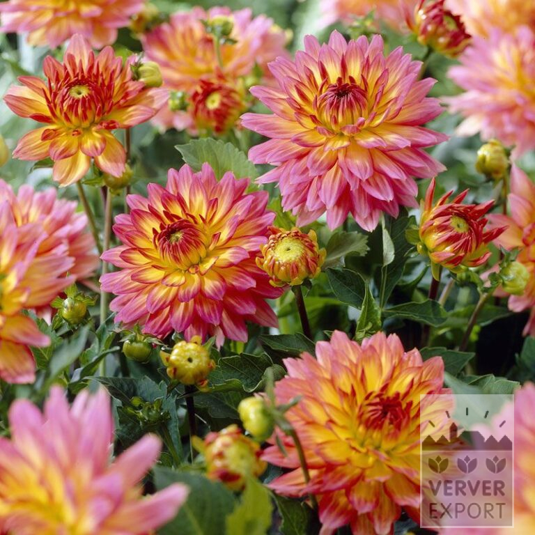 Dahlia 'Pablo' (22210)