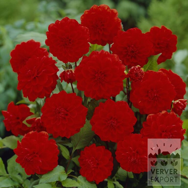 Dahlia 'Arnhem' (22213)