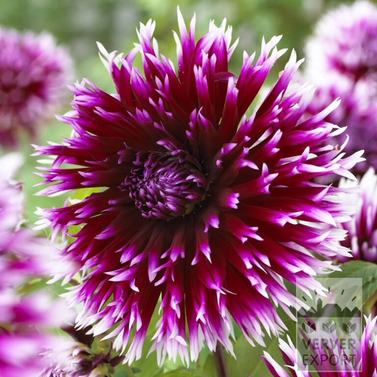 Dahlia 'Clair Obscur' (22217)