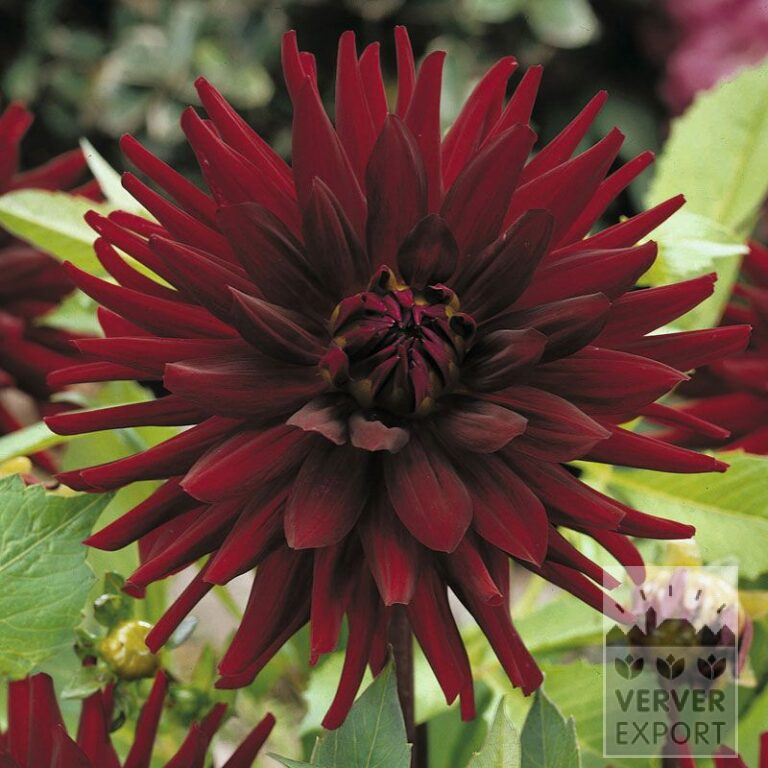 Dahlia 'Chat Noir' (22218)