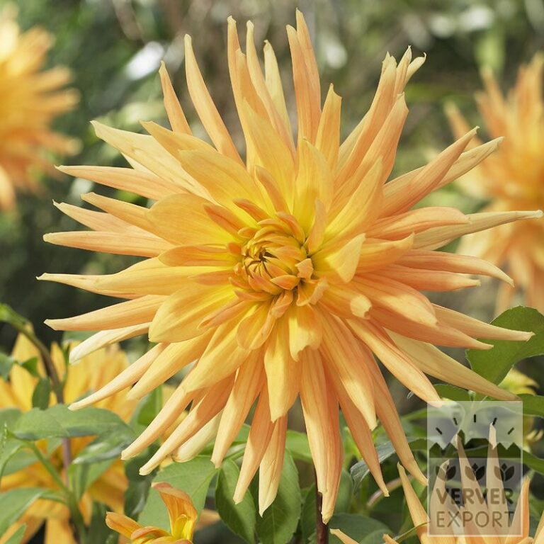 Dahlia 'Gold Crown' (22219)