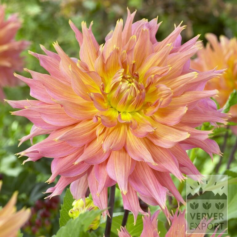 Dahlia 'Omega' (22222)