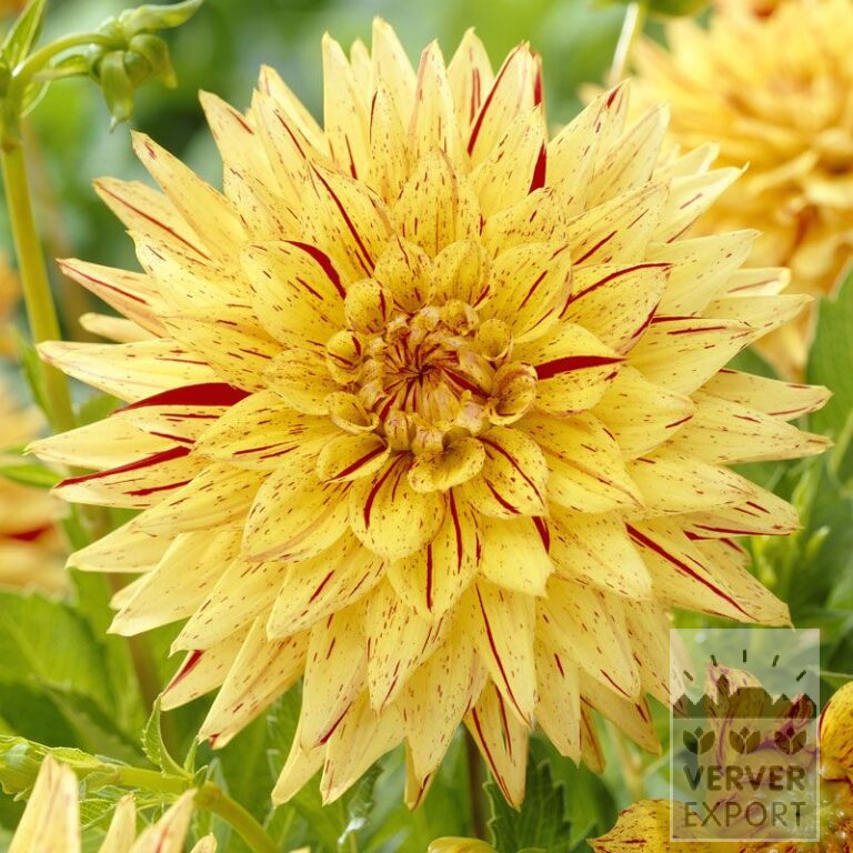 Dahlia 'Striped Vulcan' (22225)