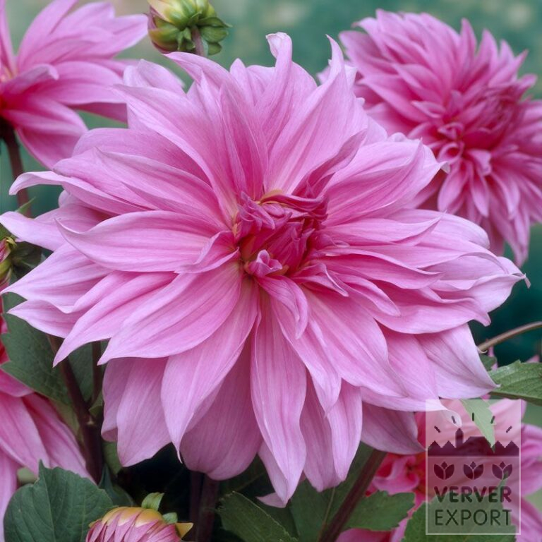 Dahlia 'Babylon Rose' (22229)