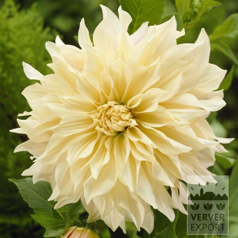 Dahlia 'Café au Lait' (22230)