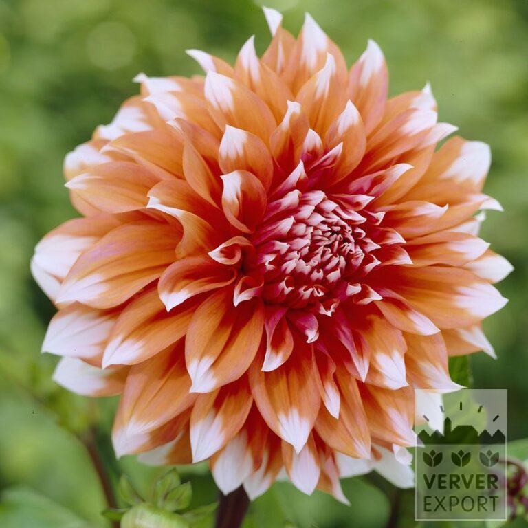 Dahlia 'Holland Festival' (22232)
