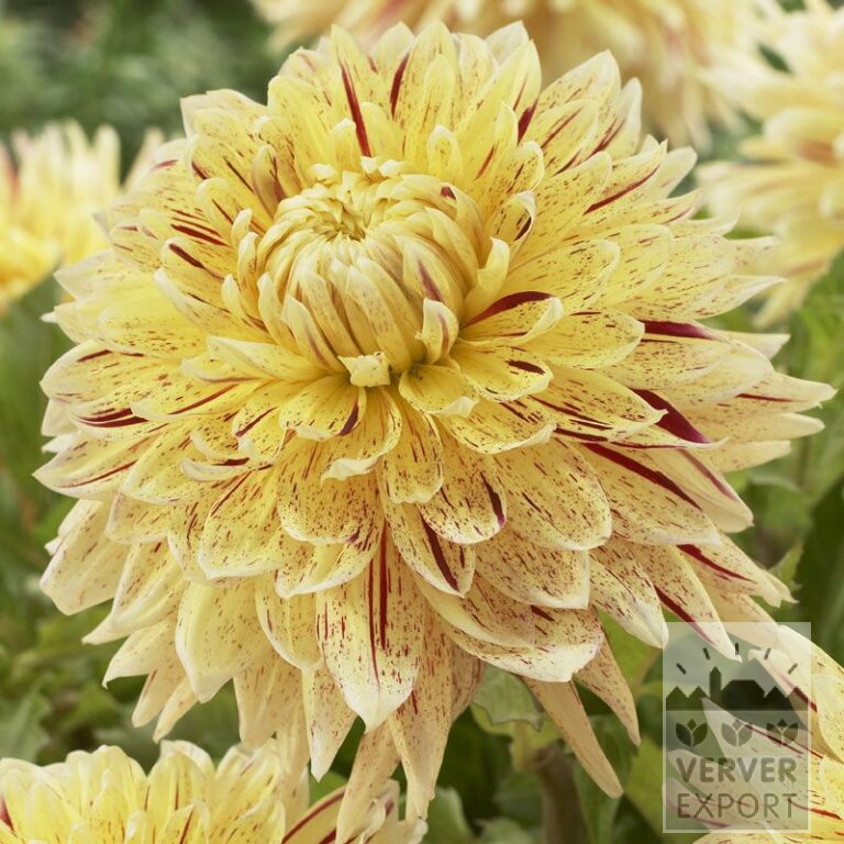 Dahlia 'Cambridge' (22233)