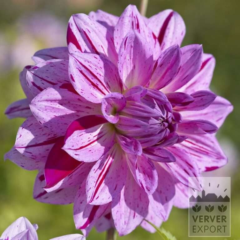 Dahlia 'Prince Carnaval' (22237)