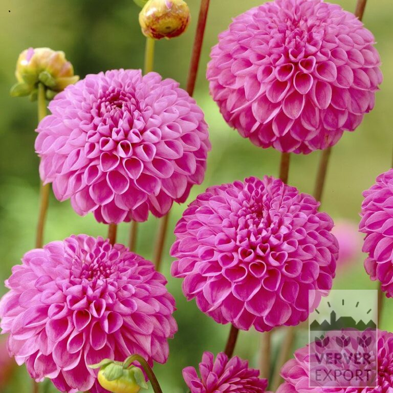 Dahlia 'Jan van Schaffelaar' (22245)
