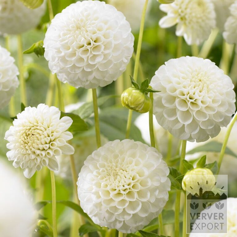 Dahlia 'Snowflake' (22248)