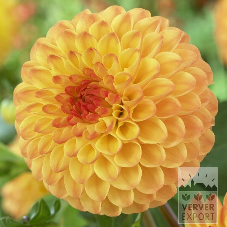 Dahlia 'Souvenir d'Été' (22250)