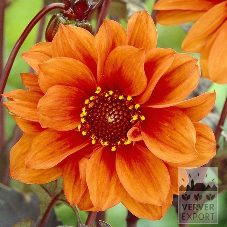 Dahlia 'Bishop of Oxford' (22252)