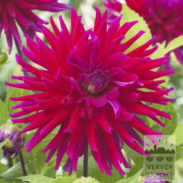 Dahlia 'Orfeo' (22258)