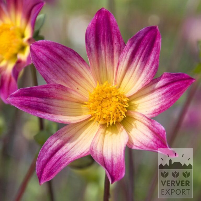 Dahlia 'Bright Eyes' (22259)