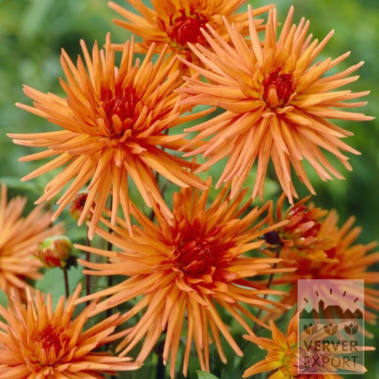 Dahlia 'Park Record' (22260)
