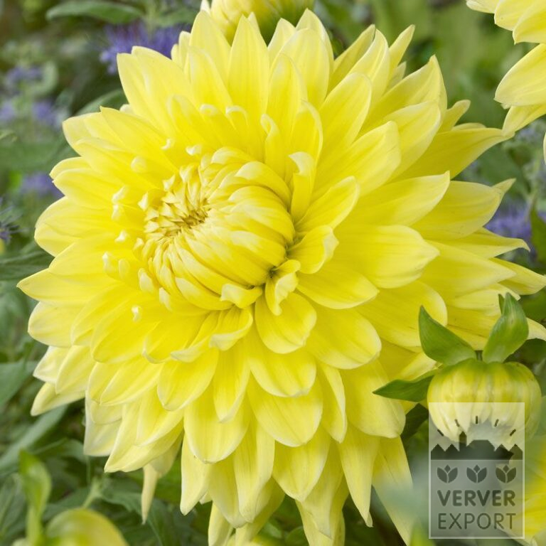 Dahlia 'Bilbao' (22261)