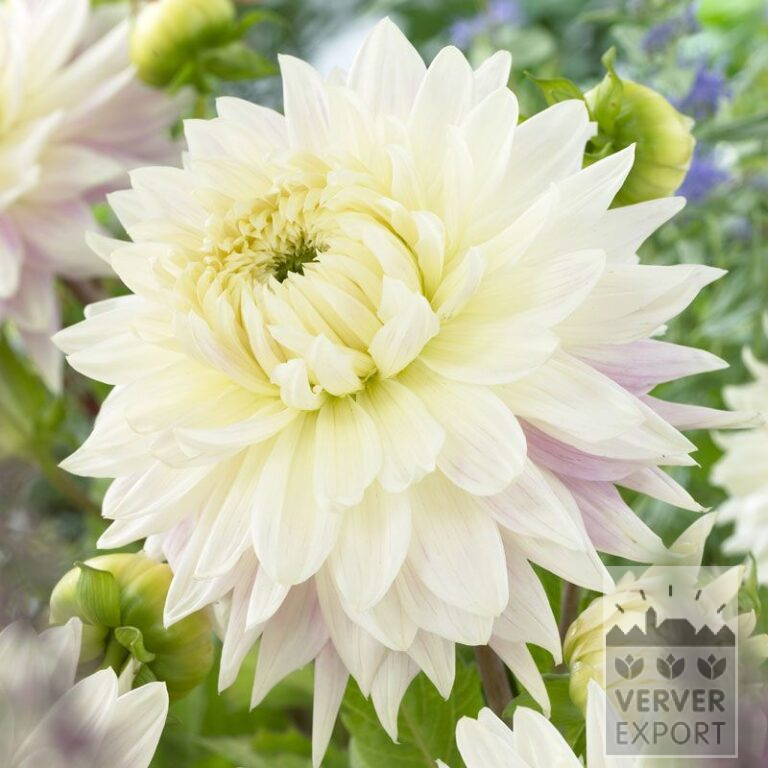 Dahlia 'Kiev' (22262)