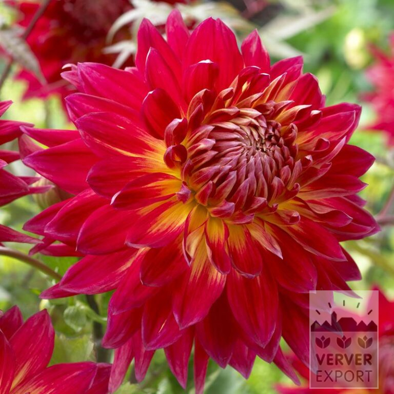 Dahlia 'Manhattan Island' (22263)