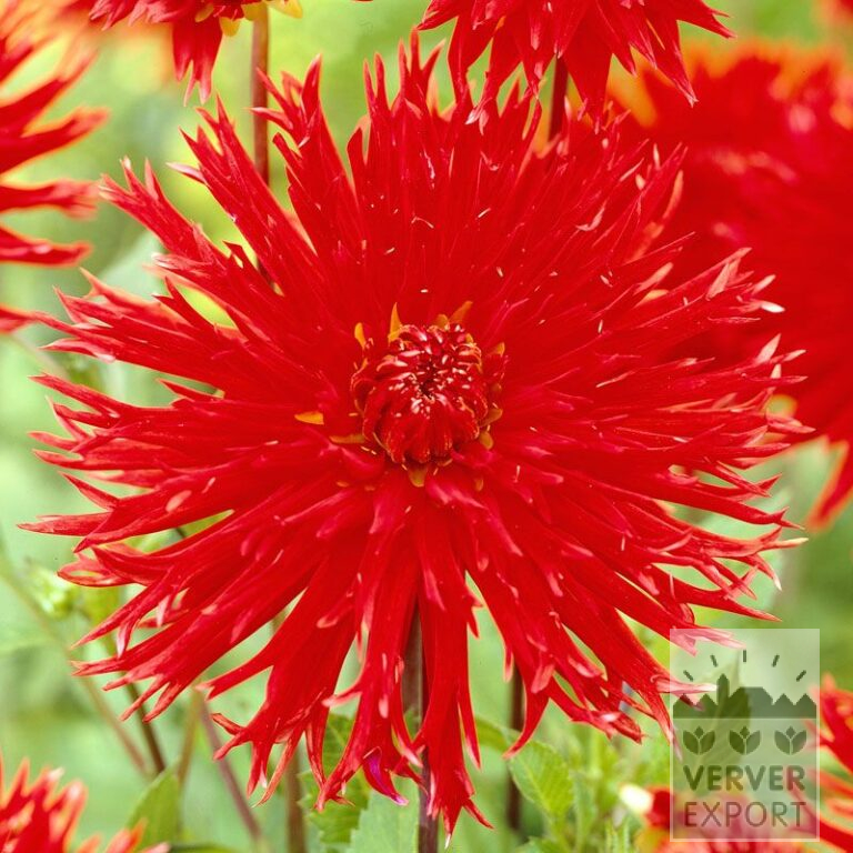 Dahlia 'Apache' (22265)
