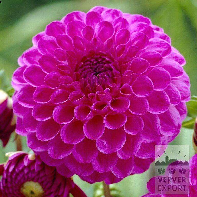 Dahlia 'Boy Scout' (22268)