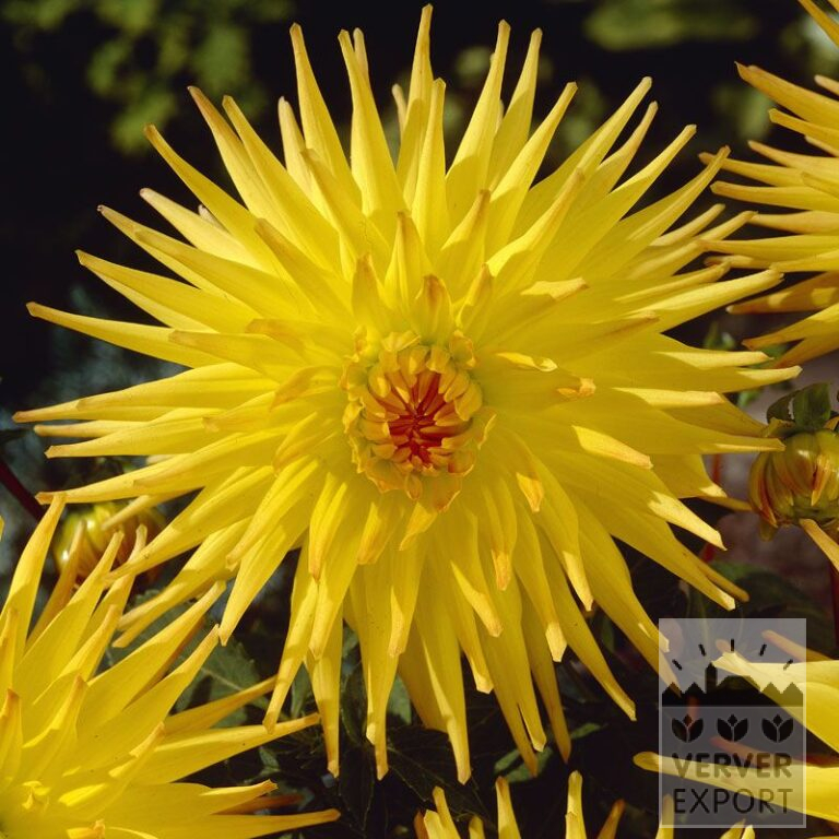 Dahlia 'Spaßmacher' (22273)