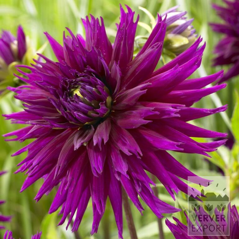 Dahlia 'Ambition' (22274)