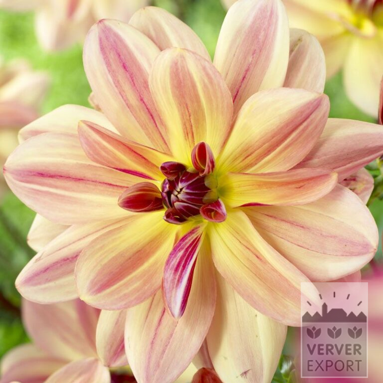 Dahlia 'Happy Butterfly' (22275)