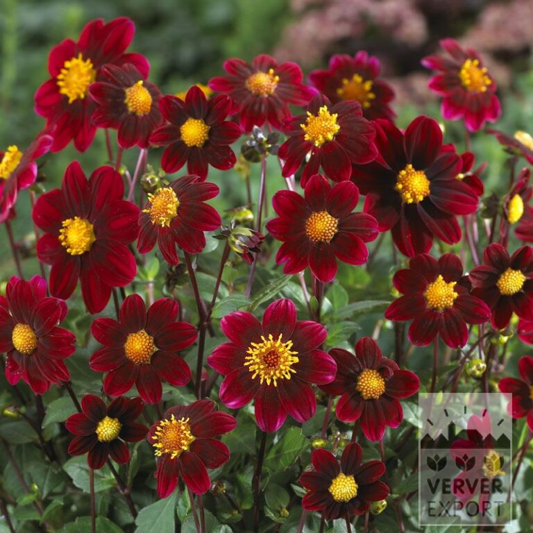 Dahlia Topmix Purple (22278)