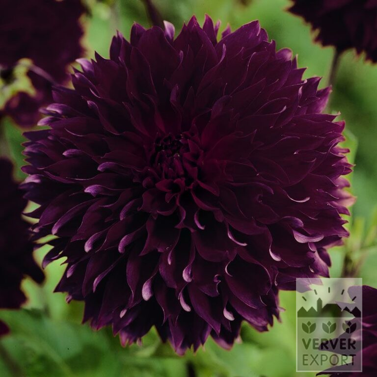 Dahlia 'Dark Fubuki' (22279)