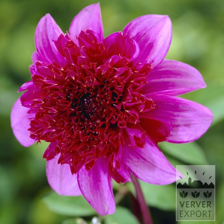Dahlia 'Blue Bayou' (22280)