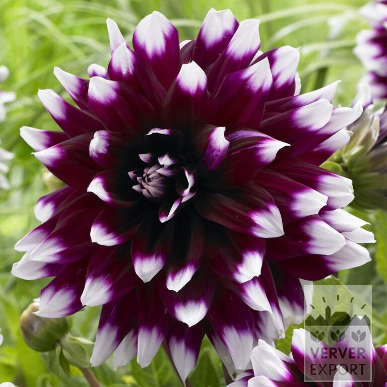 Dahlia 'Mystery Day' (22282)