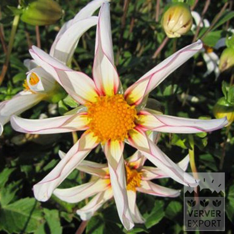 Dahlia Honka 'Fragile' (22283)