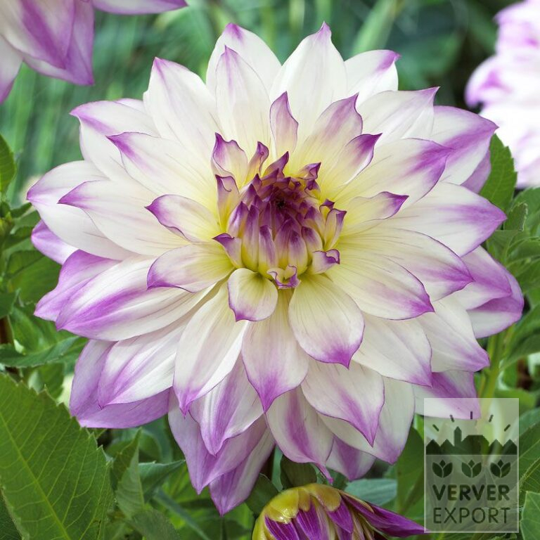 Dahlia 'Ferncliff Illusion' (22284)