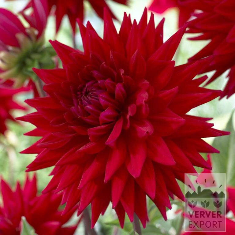 Dahlia 'Witteman's Best' (22285)