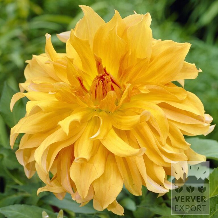Dahlia 'Babylon Brons' (22286)