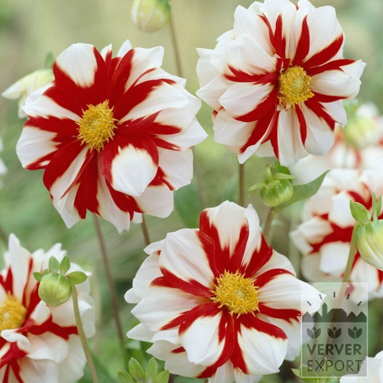 Dahlia 'Fire and Ice' (22292)