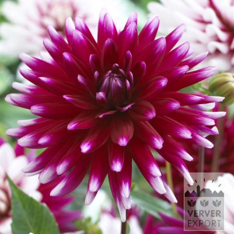 Dahlia 'Rebecca's World' (22297)