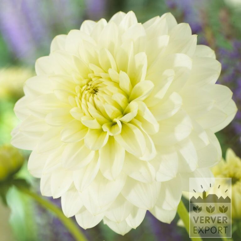 Dahlia 'Karma Serena' (22298)