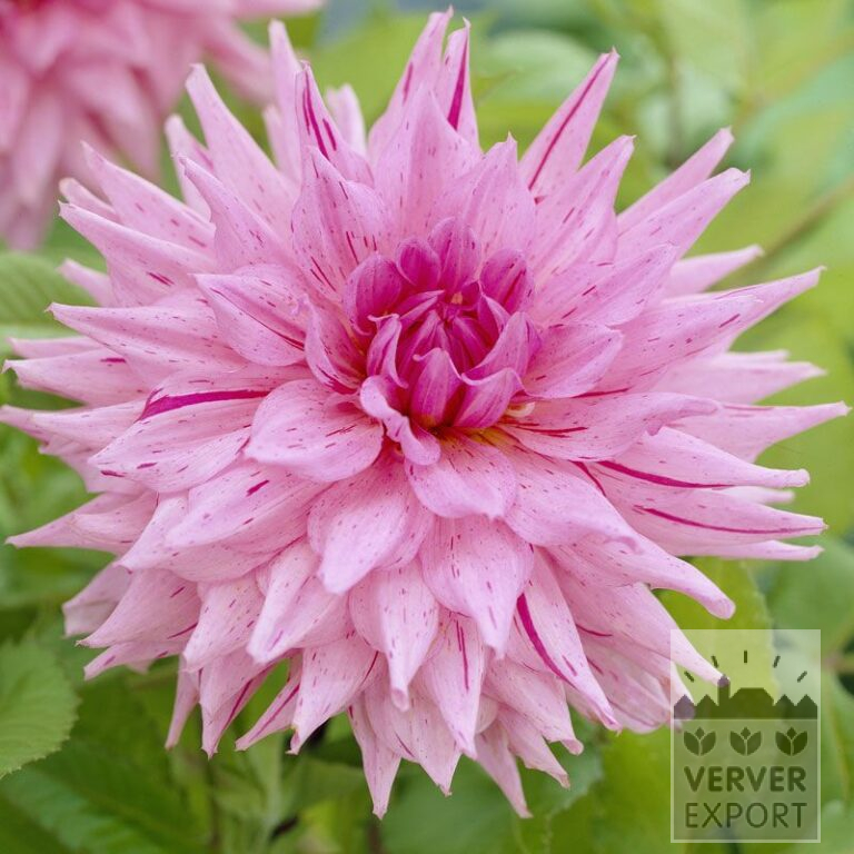 Dahlia 'American Dream' (22299)