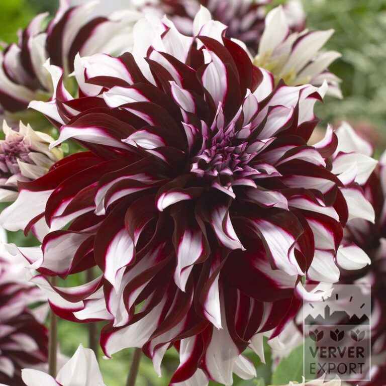 Dahlia 'Tartan' (22303)