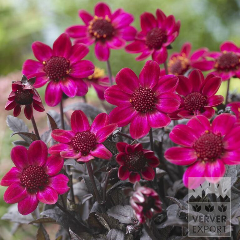 Dahlia 'Braveheart' (22307)