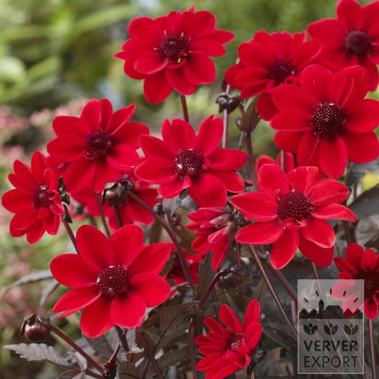 Dahlia 'Pulp Fiction' (22308)