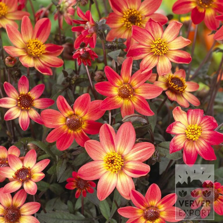 Dahlia 'Star Wars' (22309)