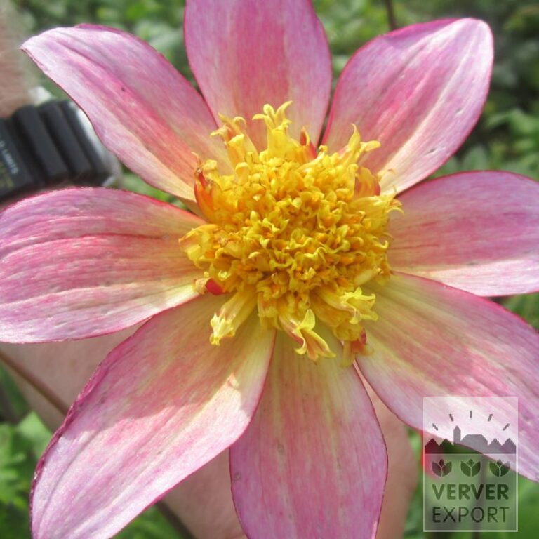 Dahlia Bio 'Alfa' (22313)