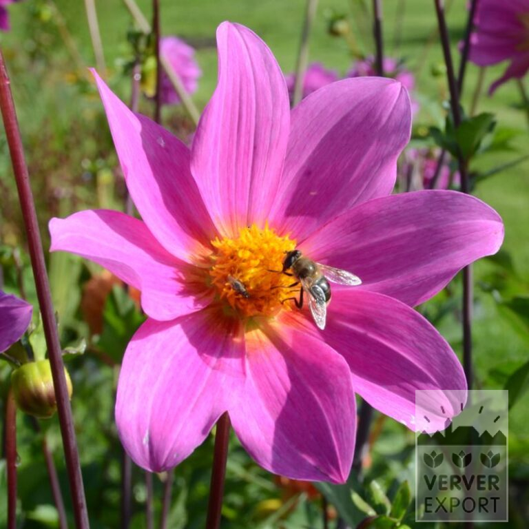 Dahlia Bio 'Bravo' (22314)
